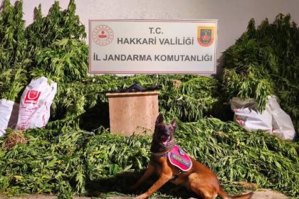 yuksekovada-630-kok-kenevir-ve-61-kilo-esrar-ele-gecirildi