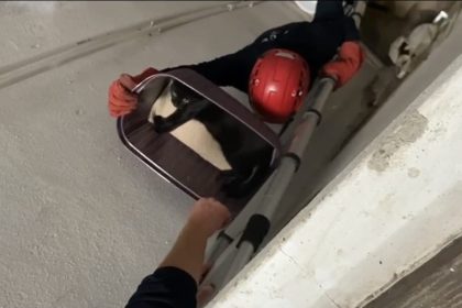 balikesirde-apartman-bosluguna-dusen-kedi-yarali-olarak-kurtarildi