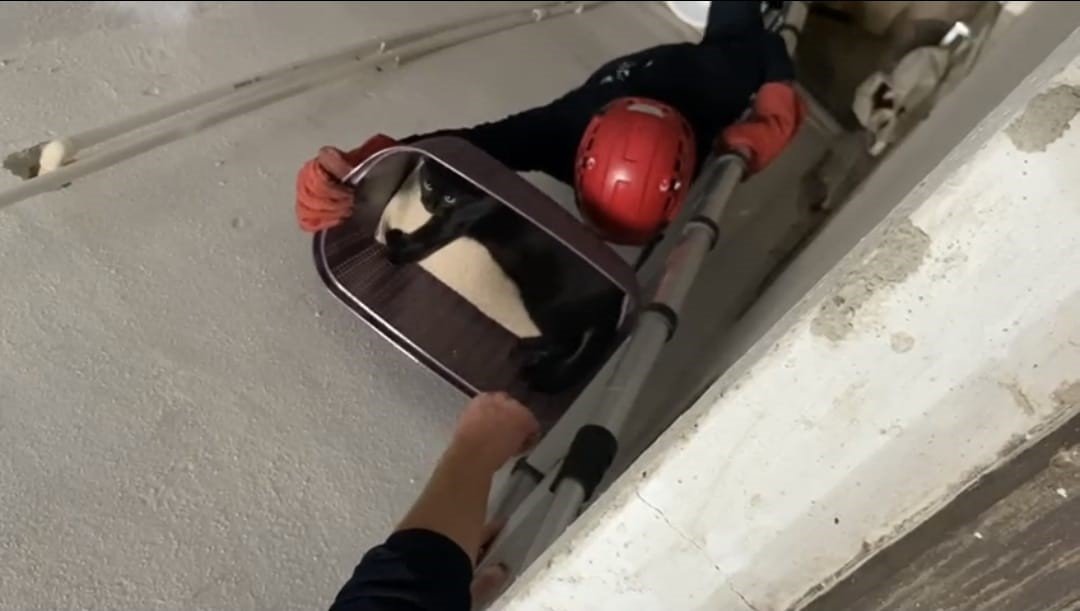 balikesirde-apartman-bosluguna-dusen-kedi-yarali-olarak-kurtarildi