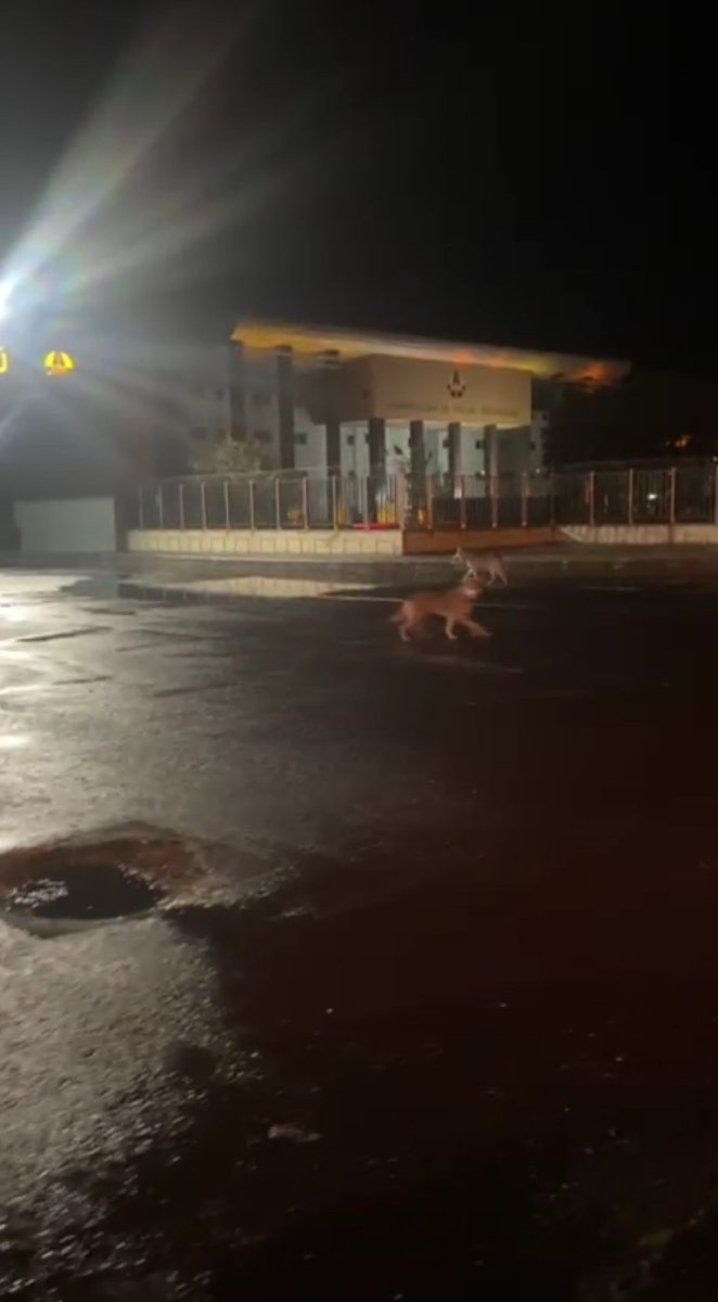 karsta-kurtlar-sehir-merkezine-indi