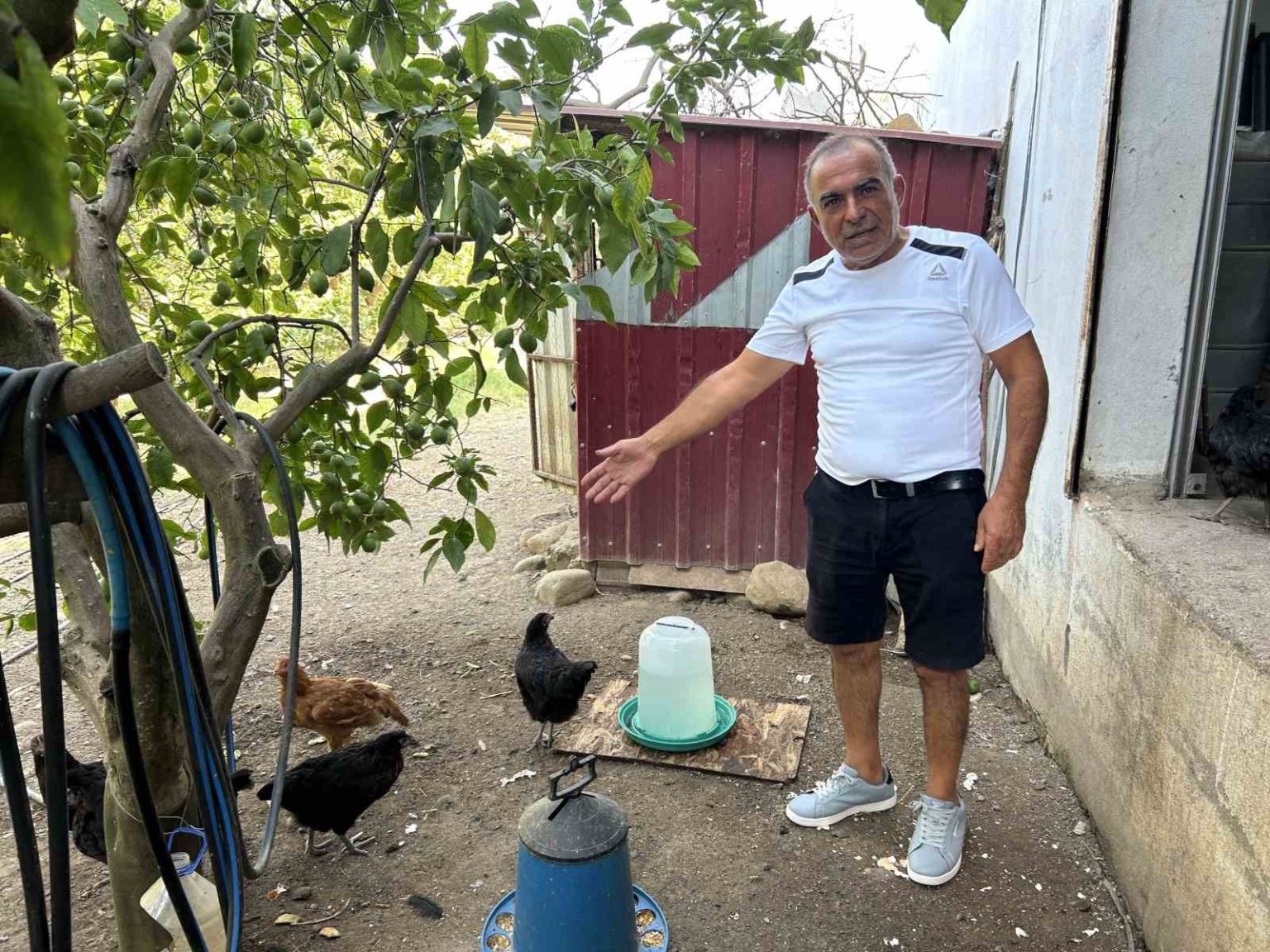 kumese-giren-sokak-kopekleri-70-tavugu-telef-etti
