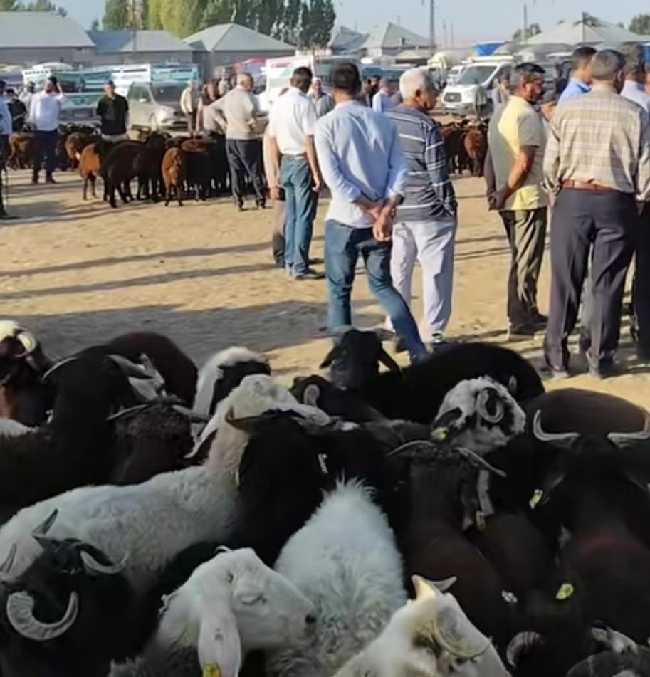 patnosta-hayvan-pazari-yeniden-acildi