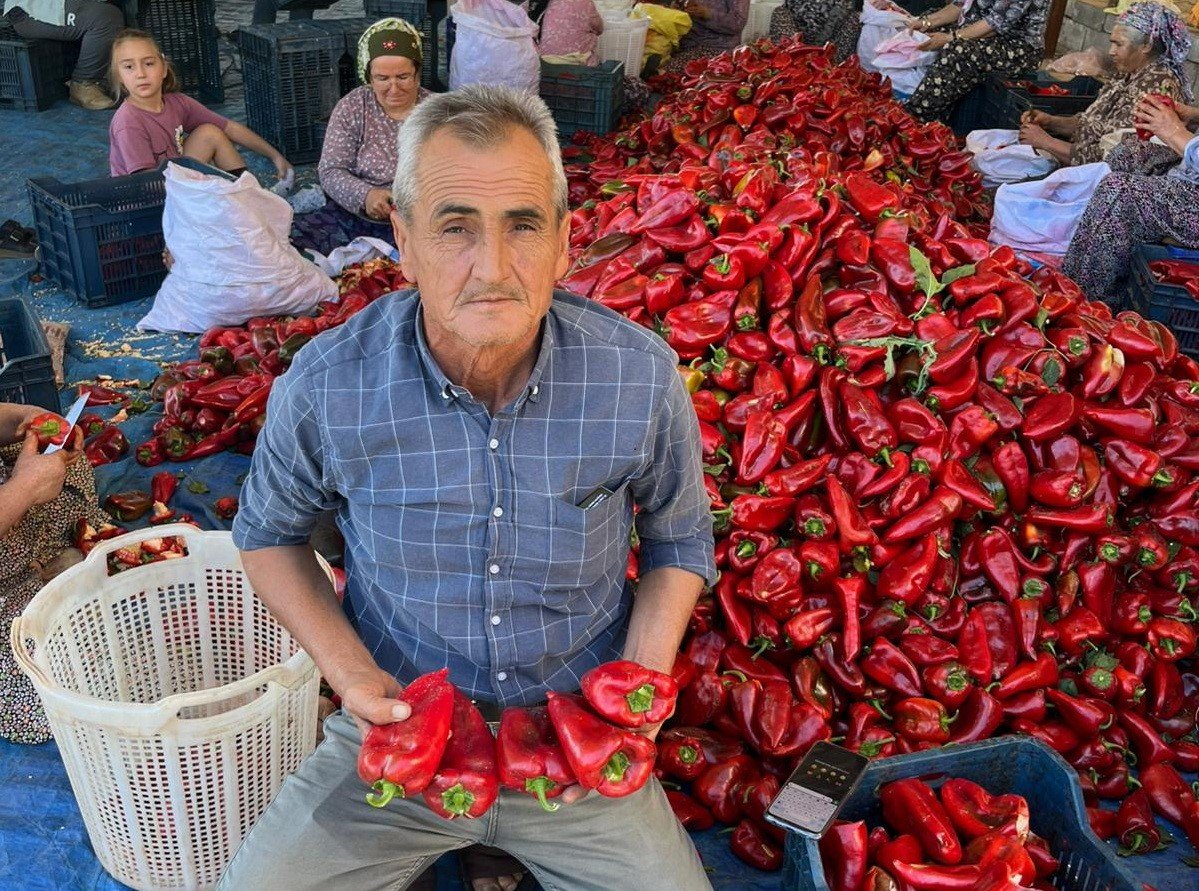 salihlide-kapya-biberde-hasat-zamani