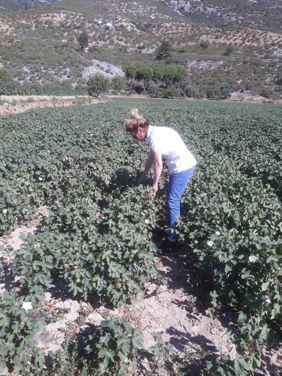 sokede-zararli-populasyonunda-artis-gozlemlendi