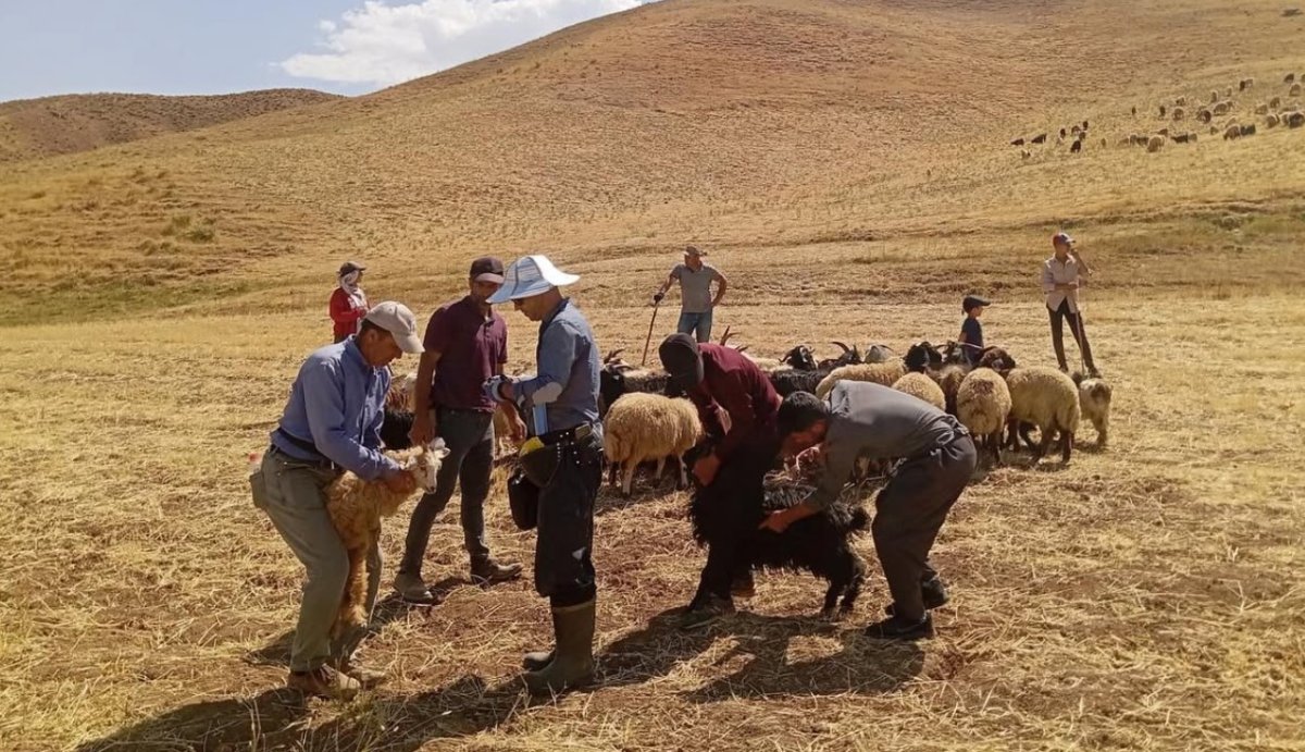 yuksekovada-hayvan-asilama-ve-kimliklendirme-calismasi-devam-ediyor