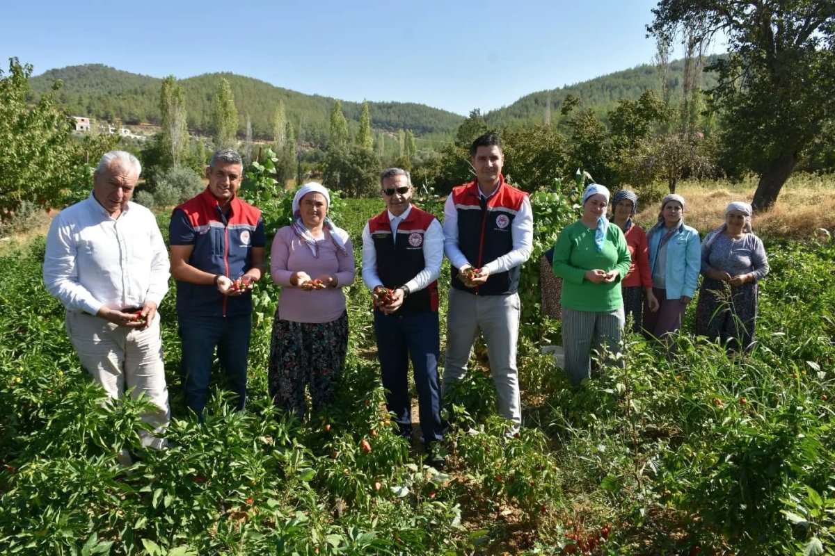 bozdoganda-tursuluk-biber-hasadi-gerceklestirildi