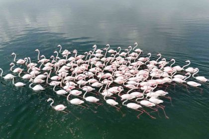 flamingolarin-van-golu-kiyilarinda-renkli-dansi-hayranlik-uyandiriyor