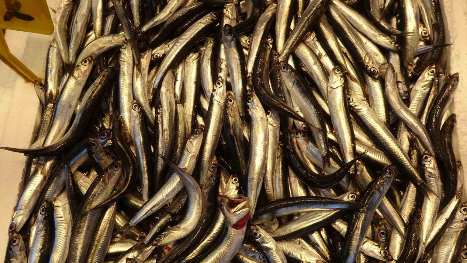 hamsiyi-tezgahta-erken-goren-balikci-sevinsin-mi-uzulsun-mu-bilemedi