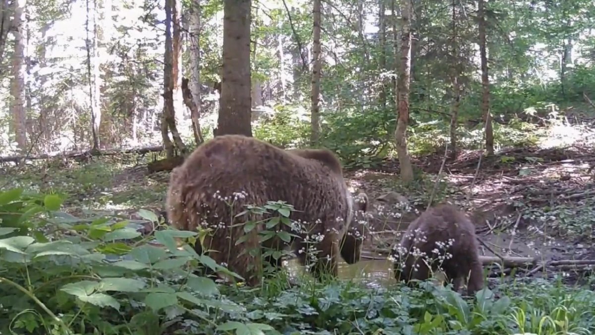 kastamonuda-anne-ayi-ve-yavrusu-su-icerken-fotokapana-yakalandi