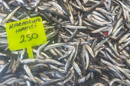 muglada-karadeniz-hamsisi-kilosu-250-tlden-satista