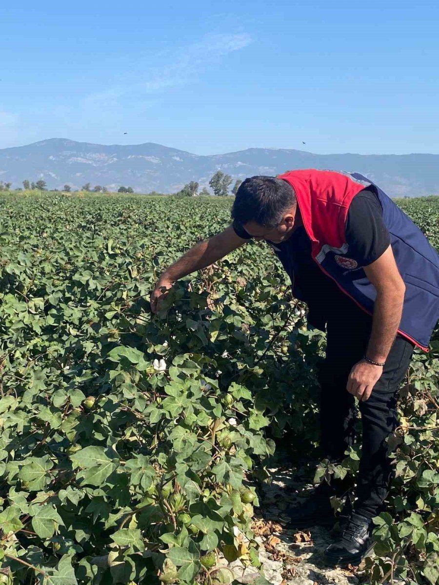 pamukta-zararli-yogunluguna-rastlanmadi