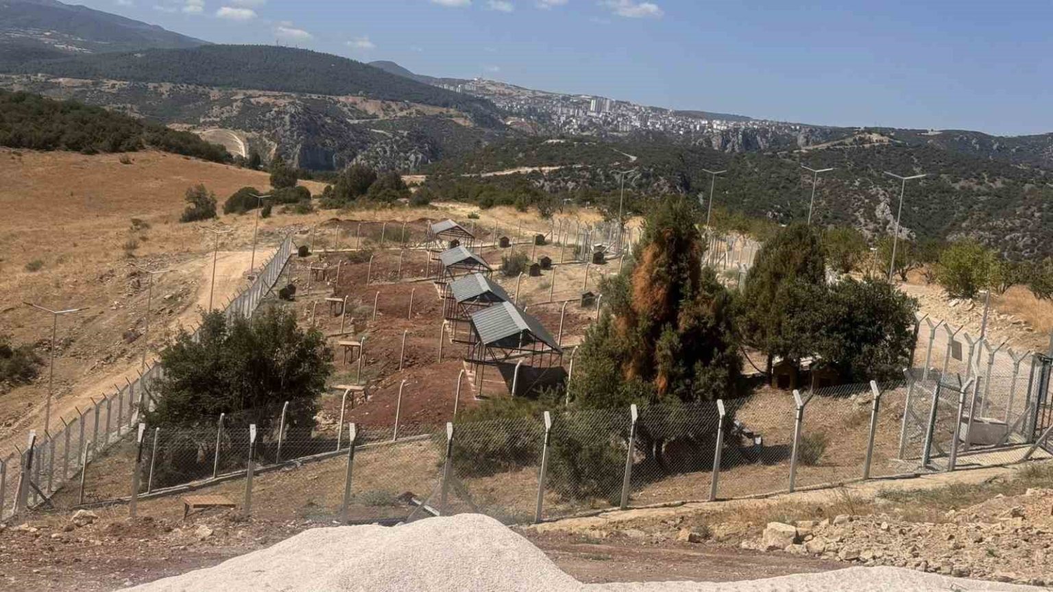 sokak-hayvanlari-dogal-yasam-alanini-ruhsatsiz-cikti
