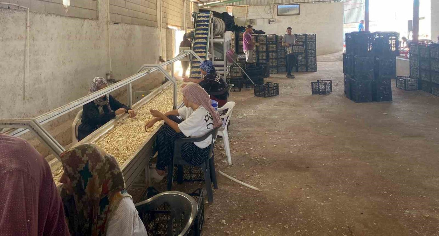 arabanli-sarimsak-ciftcisi-ata-tohumu-tesisi-kurdu