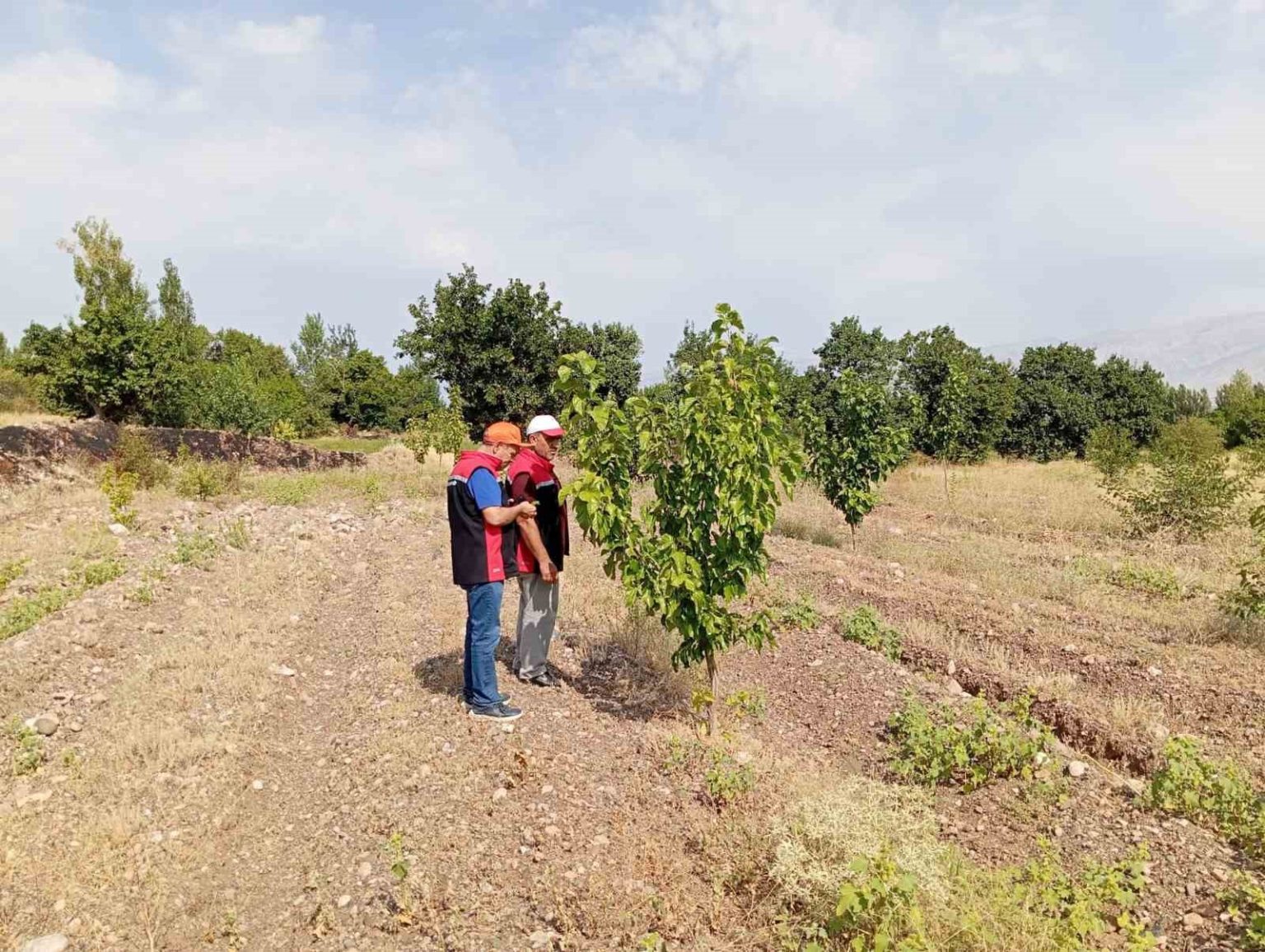 konakbasi-koyundeki-dut-bahcesinde-hastalik-ve-zararli-kontrolleri-yapildi