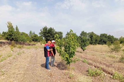konakbasi-koyundeki-dut-bahcesinde-hastalik-ve-zararli-kontrolleri-yapildi