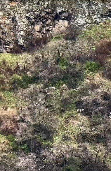 anne-boz-ayi-2-yavrusuyla-kayaliklarda-ilerlerken-goruntulendi