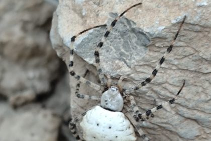 hakkaride-dunyanin-en-zehirli-orumcek-turlerinden-biri-goruldu