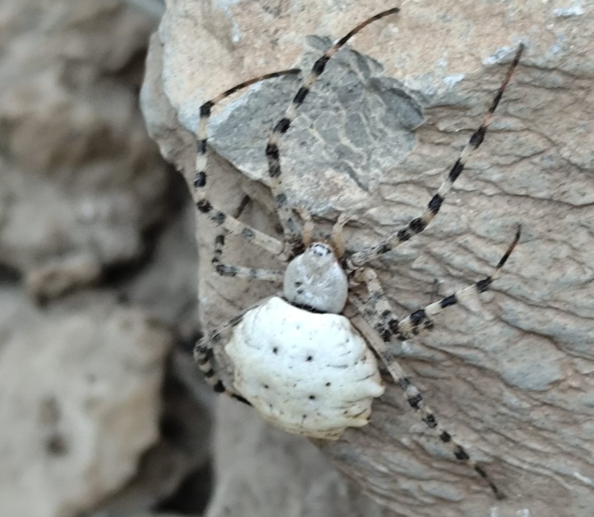 hakkaride-dunyanin-en-zehirli-orumcek-turlerinden-biri-goruldu