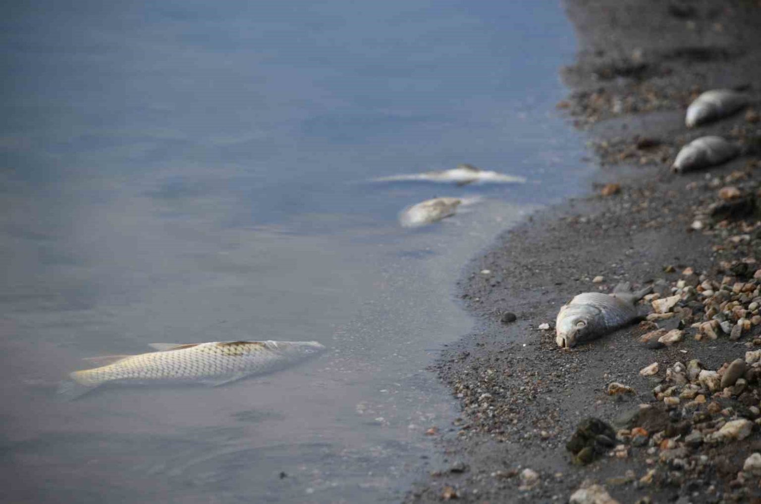 kastamonuda-su-seviyesi-dusen-barajda-olen-baliklar-kiyiya-vurdu