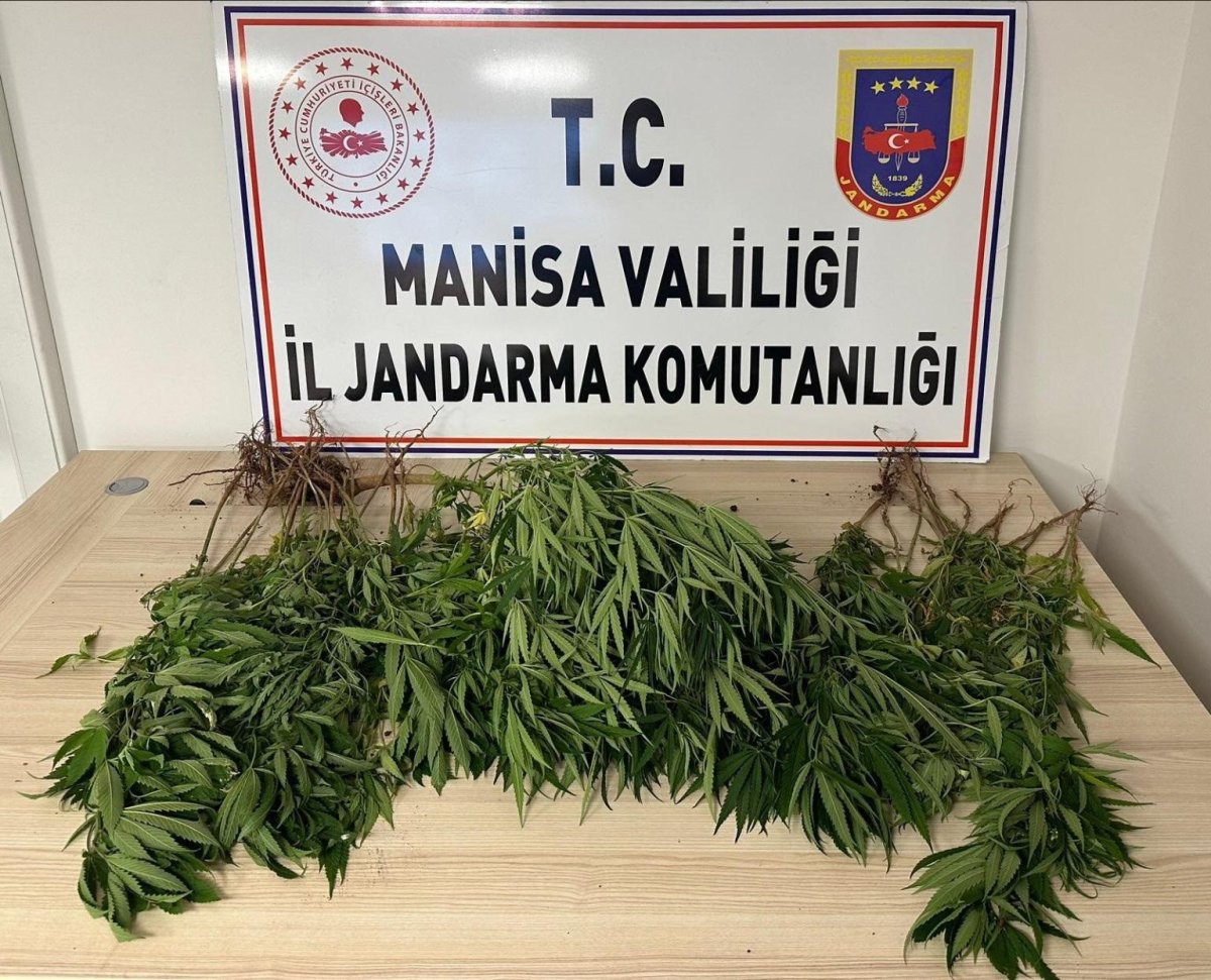 manisada-bahcesine-kenevir-eken-kisi-tutuklandi