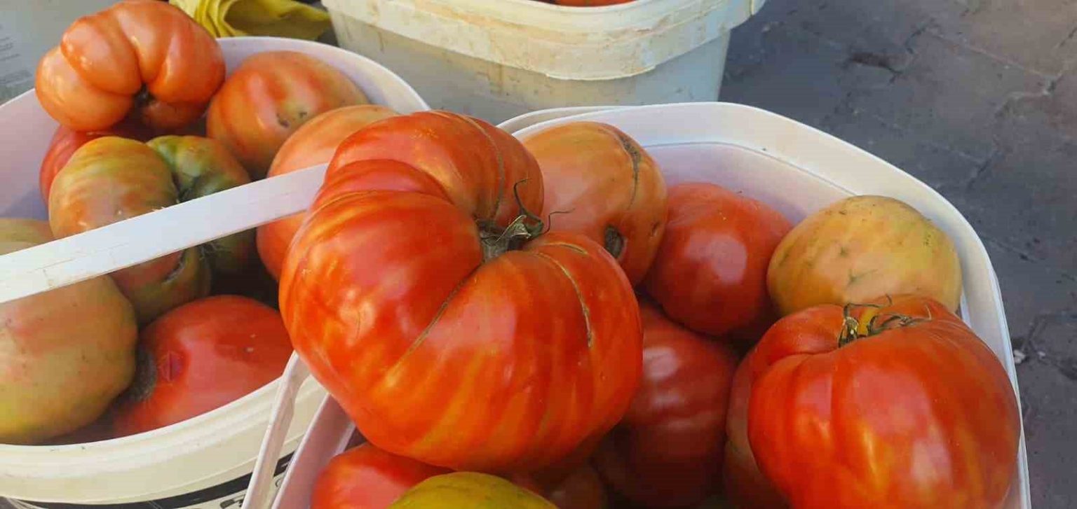 ata-tohumundan-yetisen-mahman-domatesi-tezgahlarda-yerini-aldi