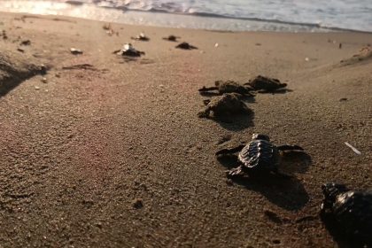 caretta-carettalar-denizle-bulustu