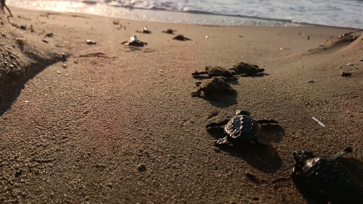 caretta-carettalar-denizle-bulustu