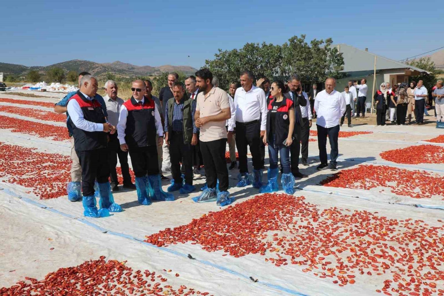 elazigda-100-bin-352-ton-domates-rekoltesi-bekleniyor