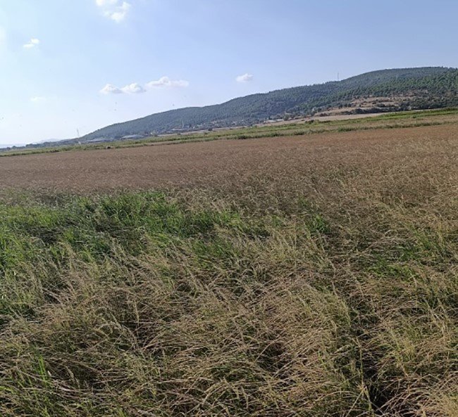 gonende-sulama-krizi-ciftci-saatlik-suya-mahkum