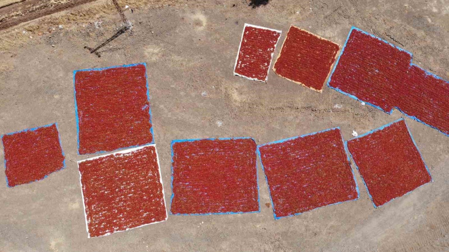 kahramanmarasta-cografi-isaretli-biberde-hasat-basladi