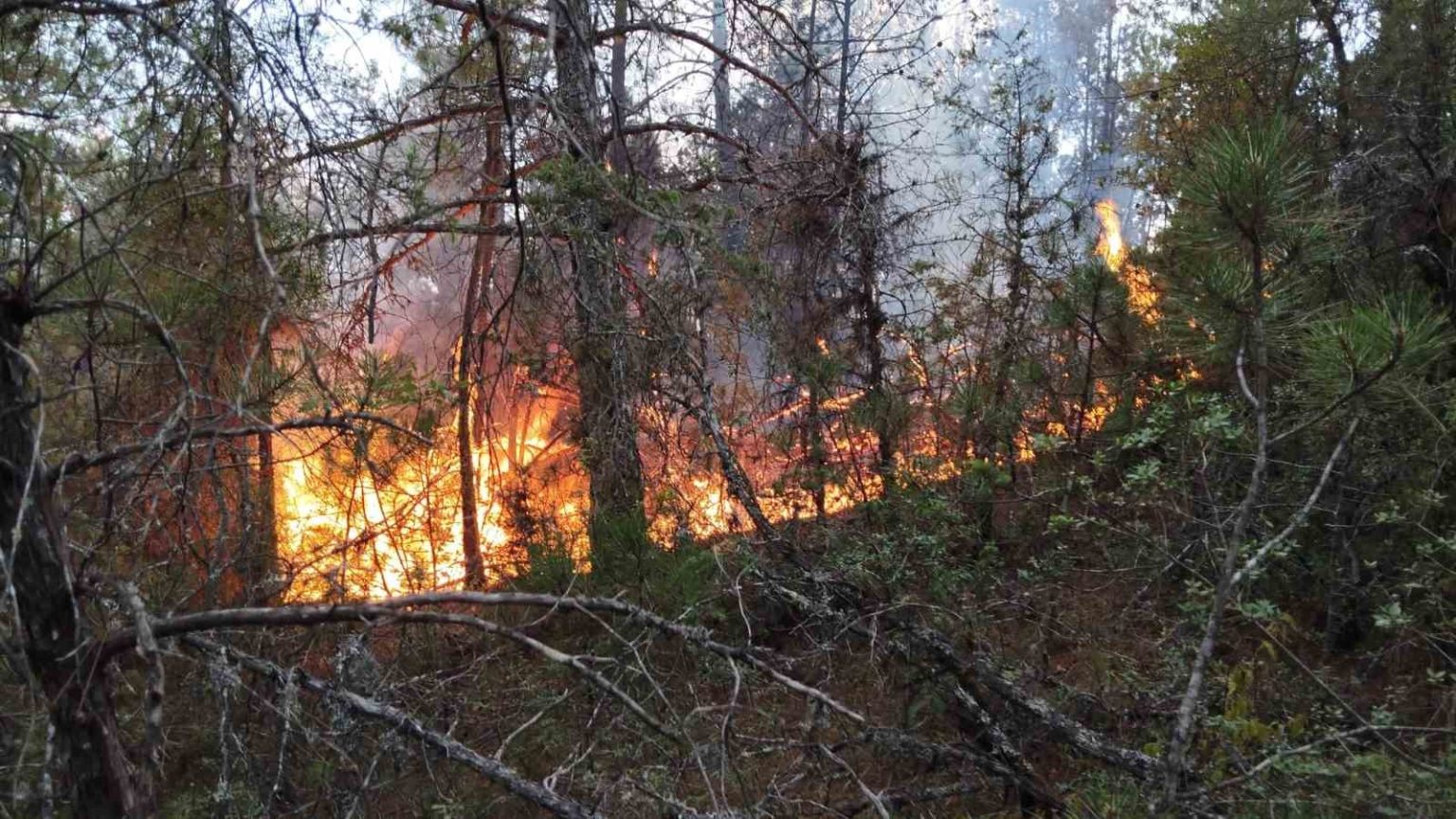 osmaniyede-cikan-orman-yangini-sonduruldu