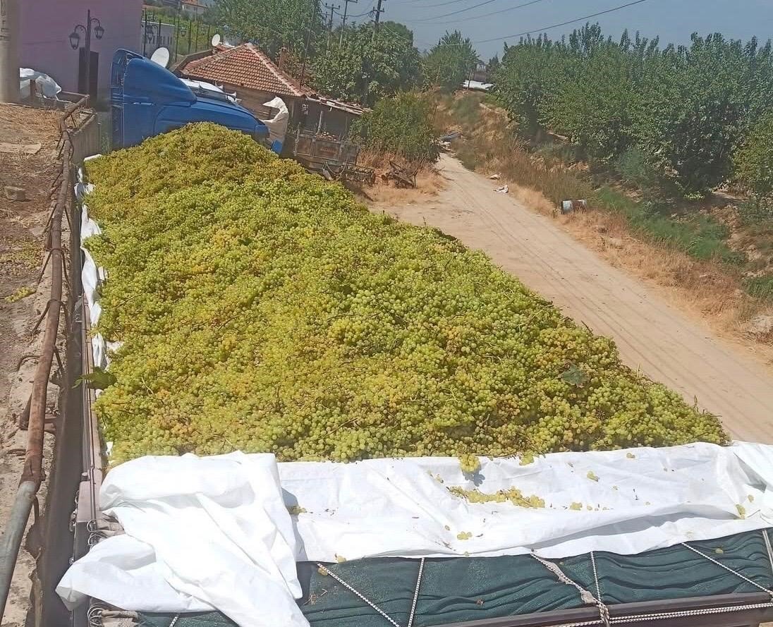 sarigolde-saraplik-uzum-alimlari-suruyor