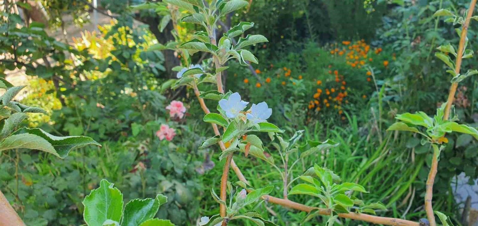 sonbaharda-bahar-surprizi-elma-agaci-cicek-acti