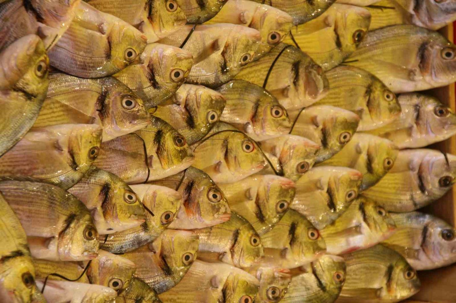 su-urunleri-dernegi-en-guvenilir-protein-kaynagi-sularda