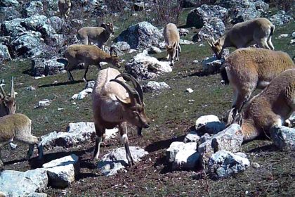 yaban-kecisi-surusu-fotokapanla-goruntulendi