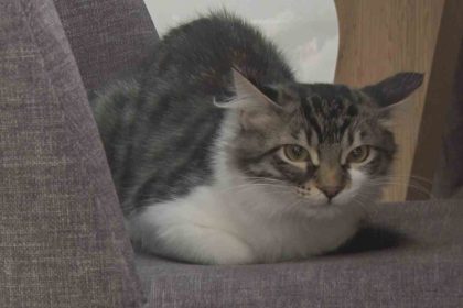 ankarada-vatandasin-cabalariyla-kurtarilan-kedi-hollanda-yolcusu