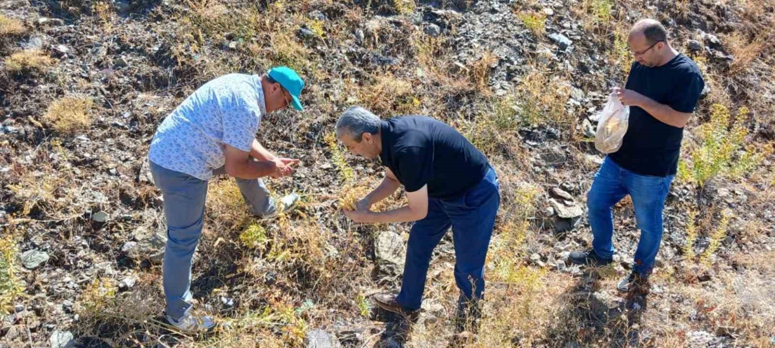 elazigda-maden-cayi-tohumu-toplama-calismasi