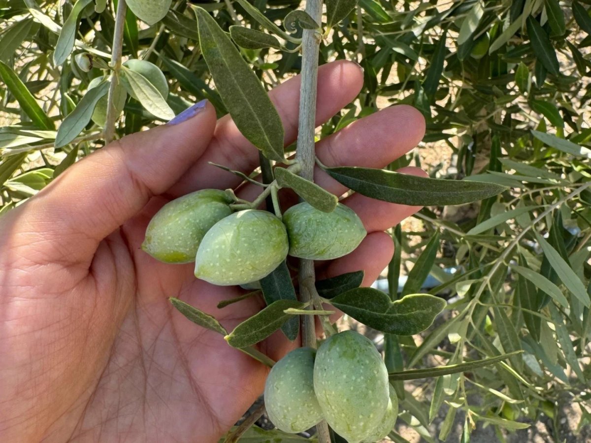 manisada-zeytinde-rekolte-calismalari-basladi