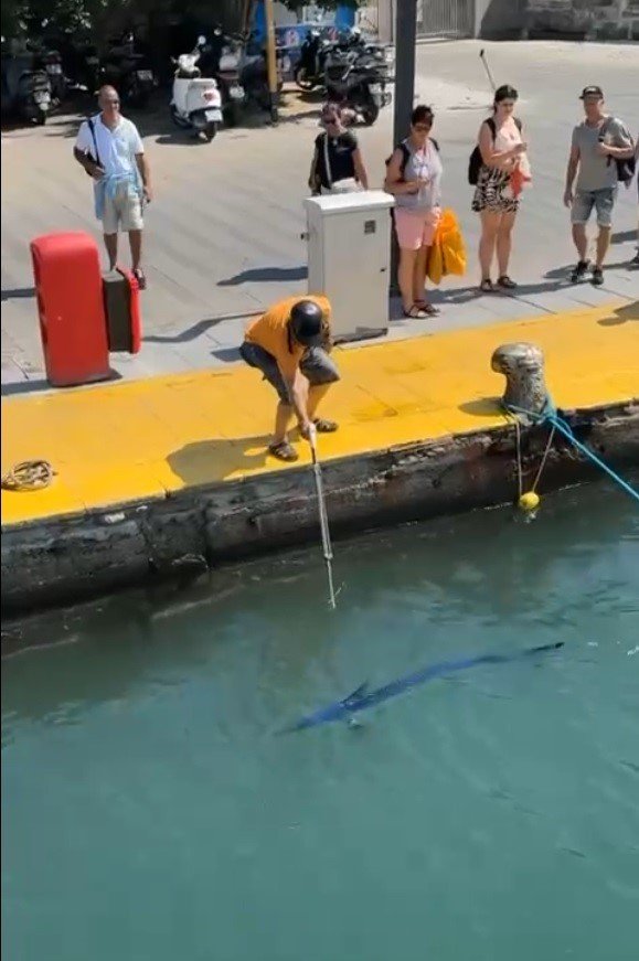 nesli-tehlike-altindaki-baligi-limanda-zipkinla-vurdular