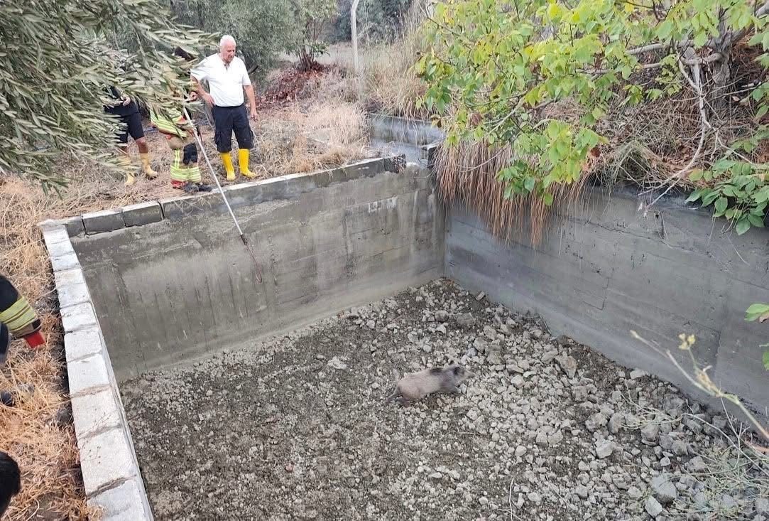 sulama-havuzuna-dusen-domuzu-itfaiye-kurtardi