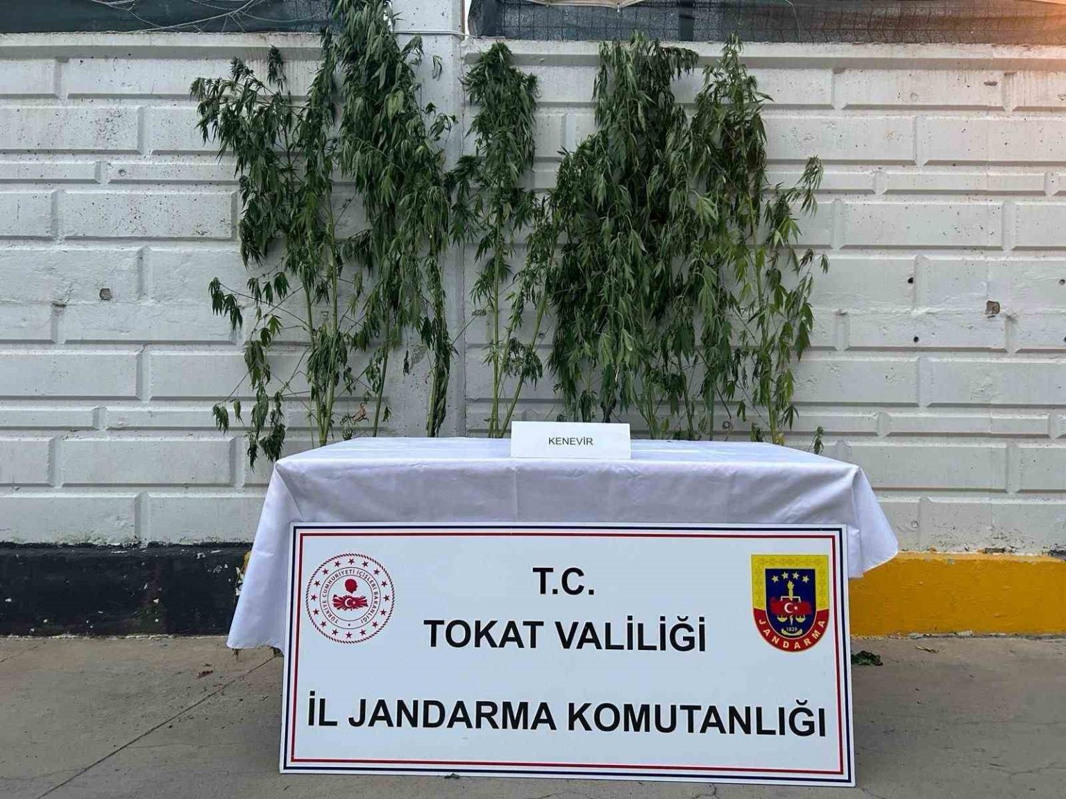tokatta-kenevir-operasyonunda-1-kisi-yakalandi
