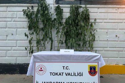 tokatta-kenevir-operasyonunda-1-kisi-yakalandi