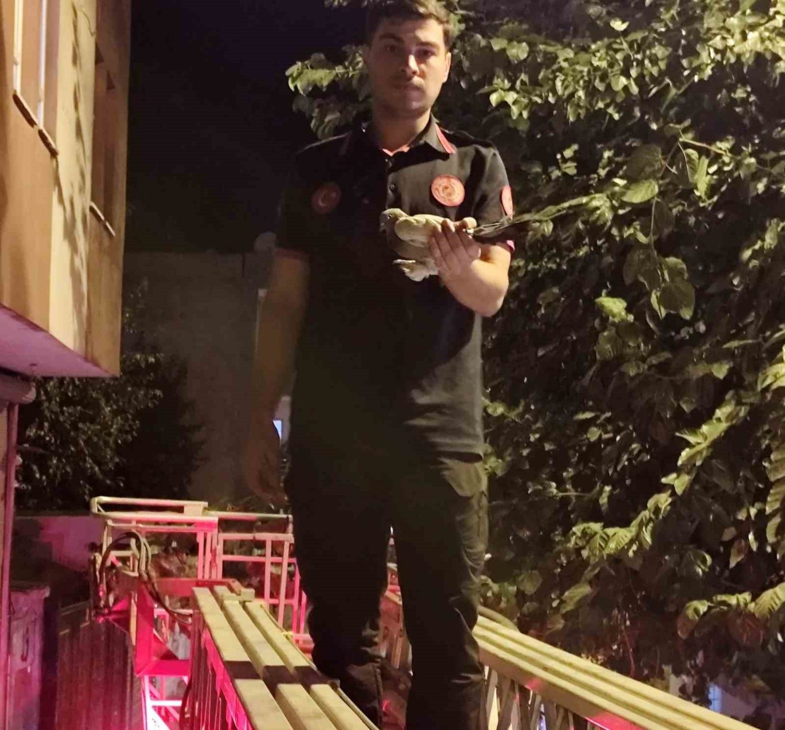 batmanda-agacta-asili-kalan-guvercin-itfaiye-ekiplerince-kurtarildi