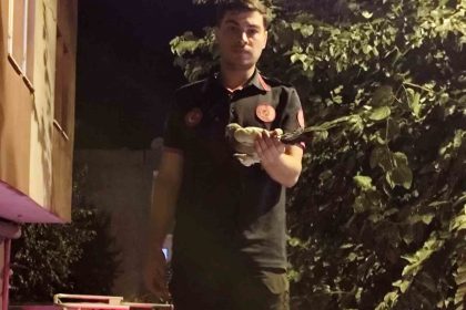 batmanda-agacta-asili-kalan-guvercin-itfaiye-ekiplerince-kurtarildi