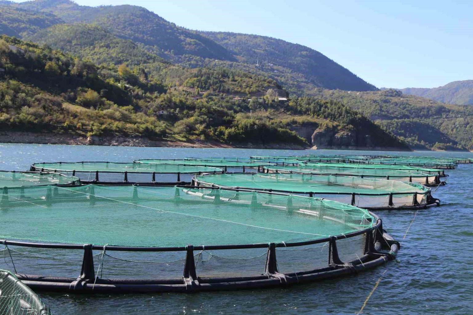 borcka-baraji-turk-somonu-uretiminde-ihracat-ussu-oluyor