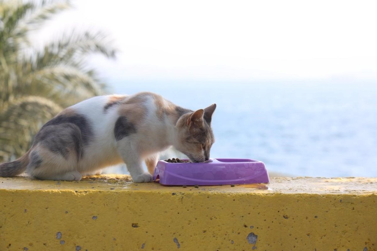 daricada-sokak-hayvanlari-icin-mama-ve-su-kaplari-yerlestirildi