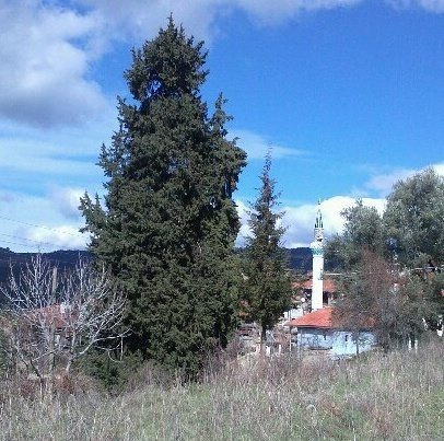 goktepeliler-asirlik-agaca-sahip-cikiyor