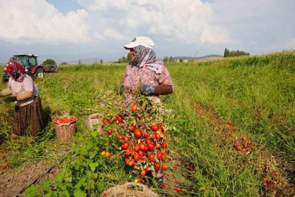 sindirgida-domates-hasadi-depreme-ragmen-devam-ediyor
