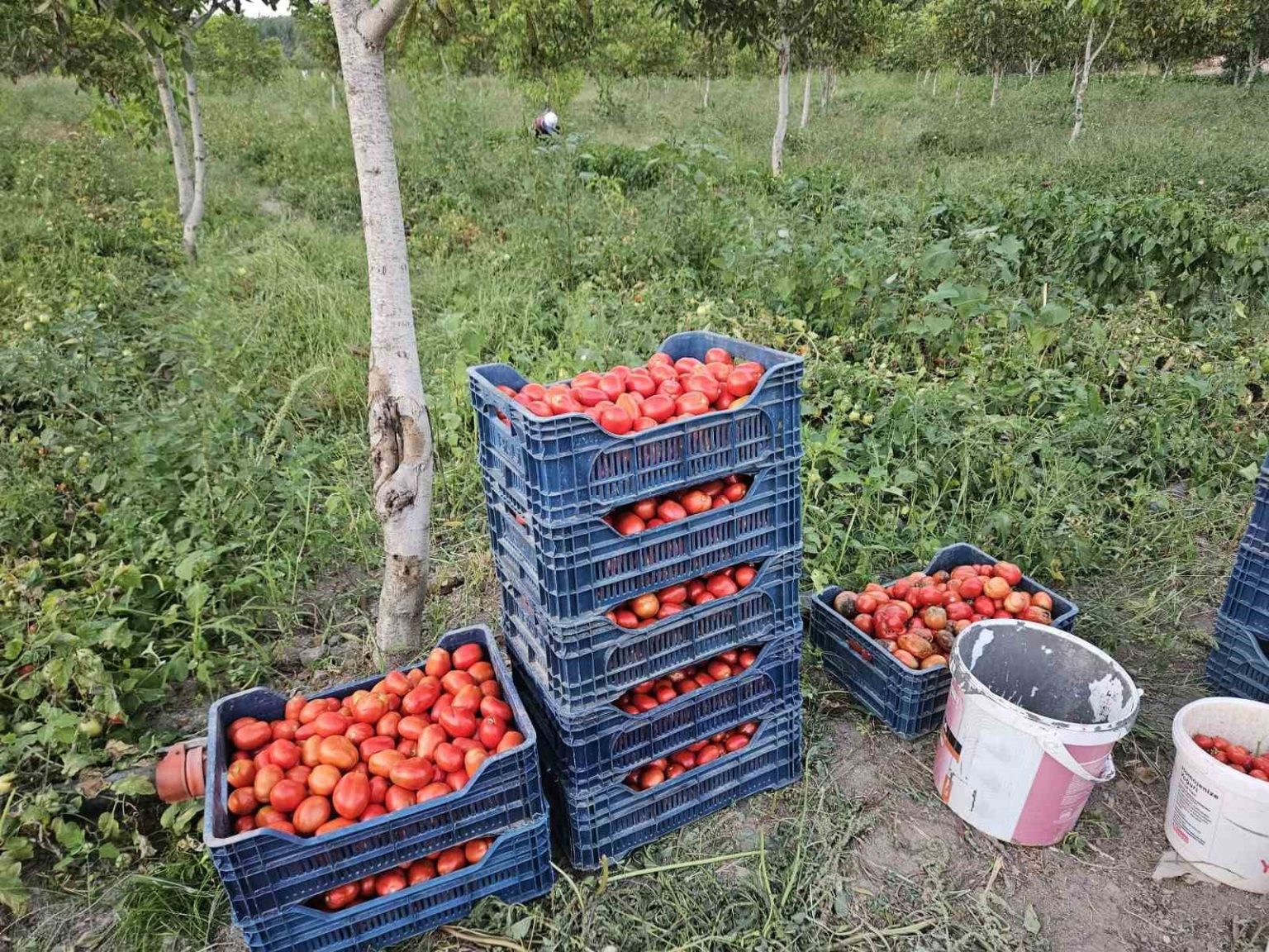 aromasi-ve-lezzetiyle-bilinen-sindirgi-domatesi-4-lira