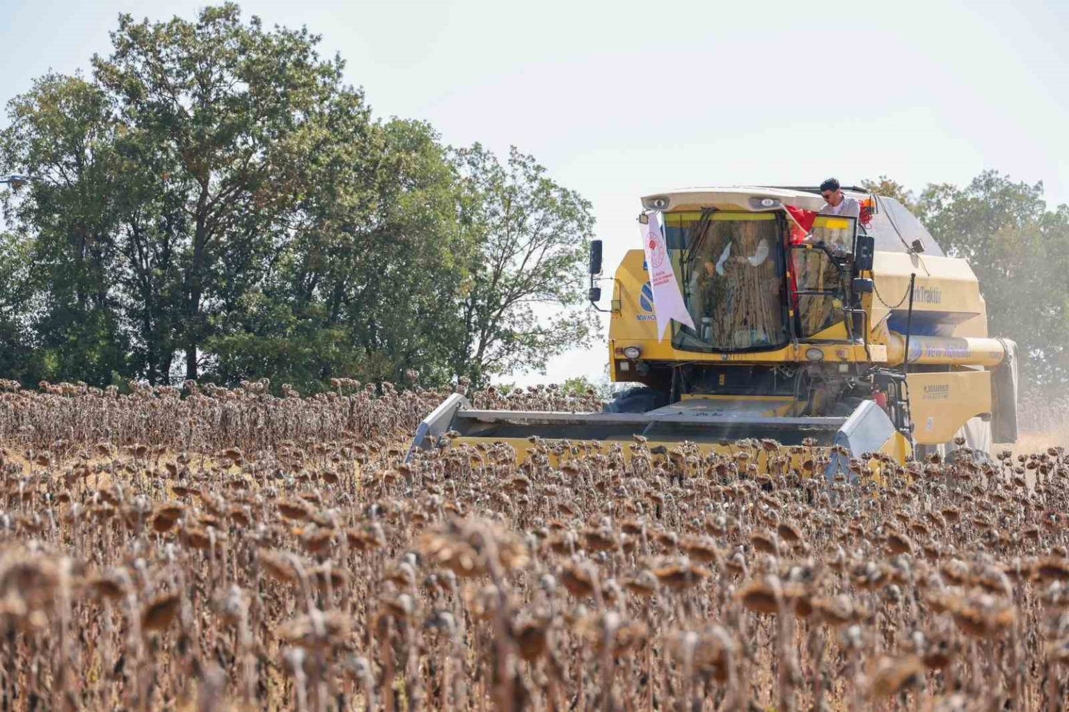 bilecikte-yaglik-aycicegi-ekim-alani-60-bin-dekardan-111-bin-dekara-yukseldi